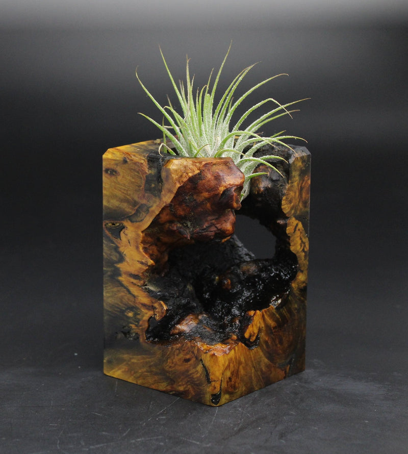 Wood Burl  Air Plant Holder - Tristen (Wood Burl, 701599)