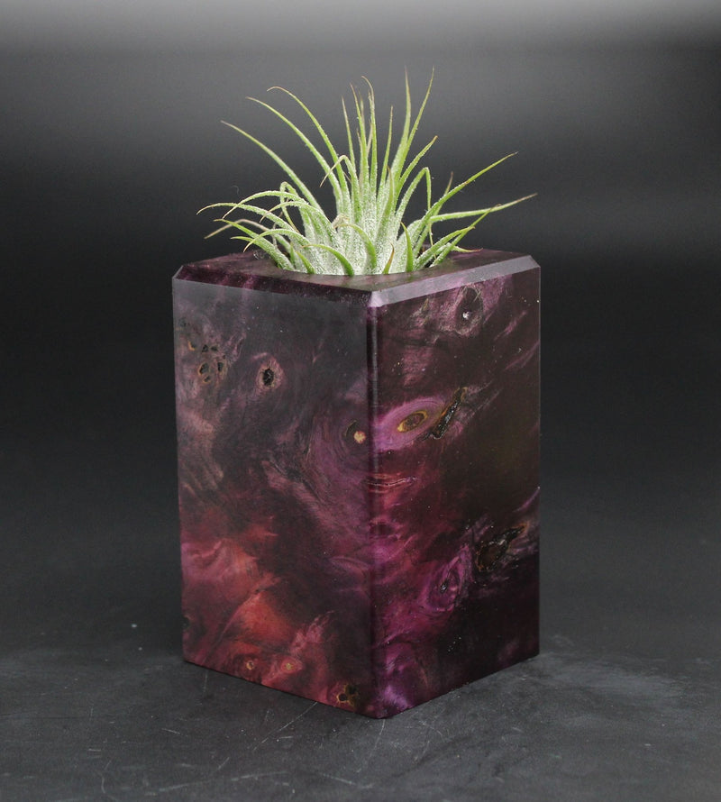 Wood Burl  Air Plant Holder - Sylvester (Wood Burl, 701600)
