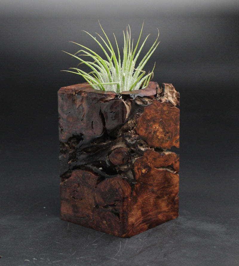 Wood Burl  Air Plant Holder - Micah (Wood Burl, 701601)