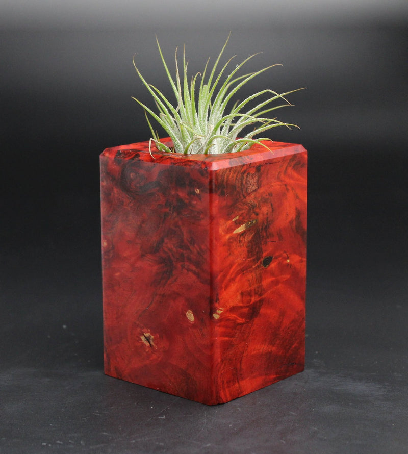 Wood Burl  Air Plant Holder - Ariana (Wood Burl, 701602)