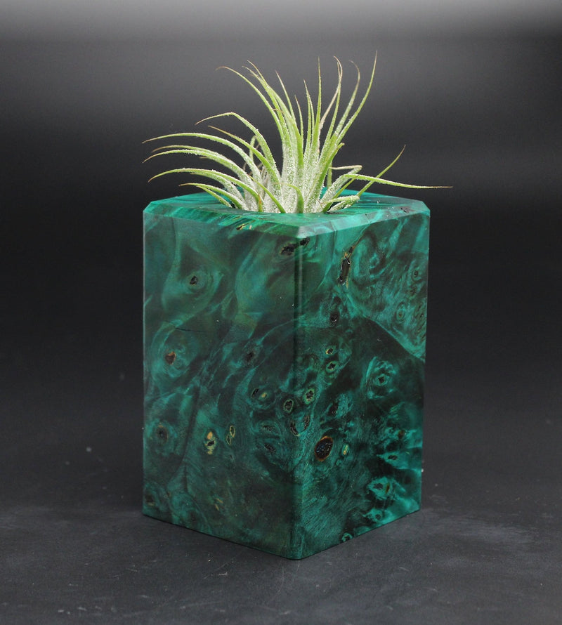 Wood Burl  Air Plant Holder - Glenda (Wood Burl, 701603)