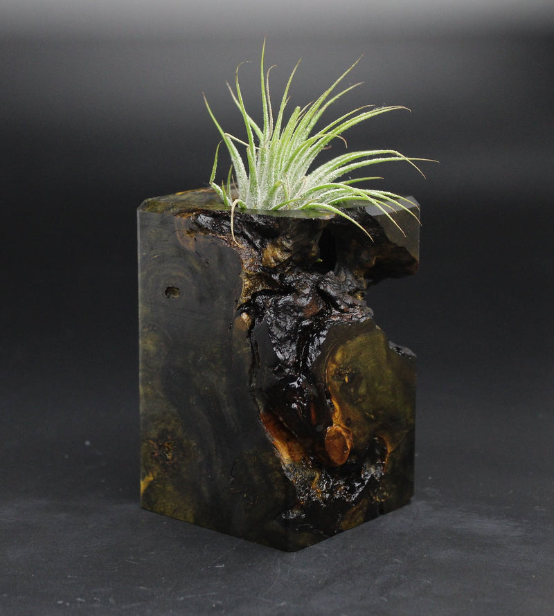 Wood Burl  Air Plant Holder - Tina (Wood Burl, 701604)