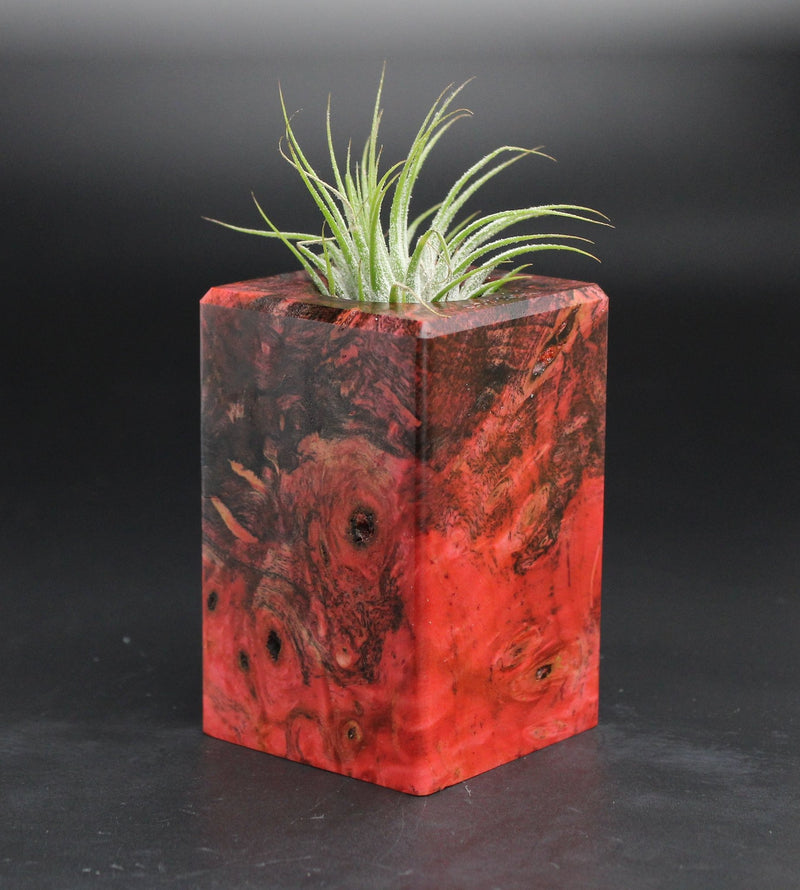 Wood Burl  Air Plant Holder - Lisa (Wood Burl, 701605)