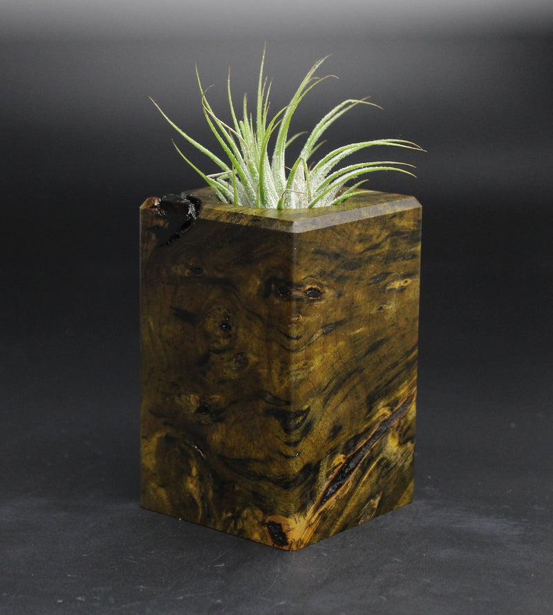 Wood Burl  Air Plant Holder - Sonya (Wood Burl, 701606)
