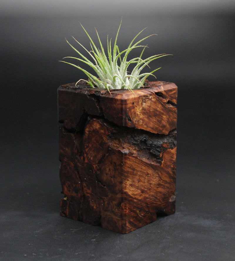 Wood Burl  Air Plant Holder - Rudolph (Wood Burl, 701608)