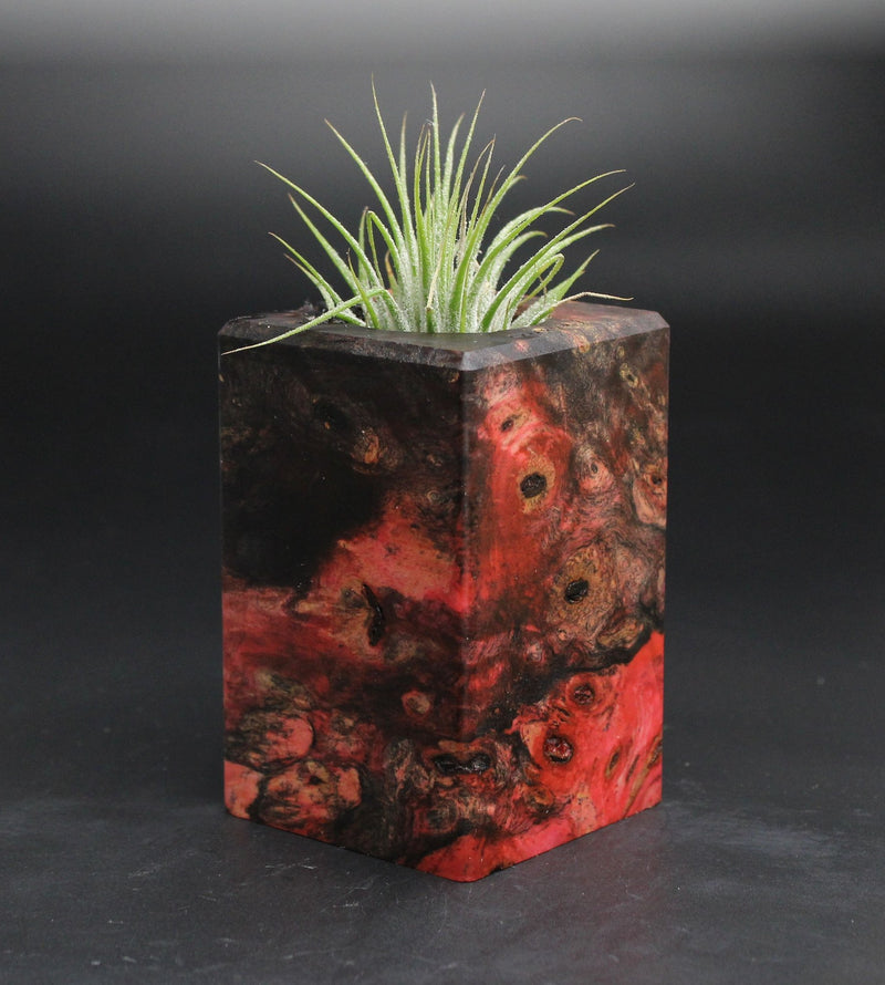 Wood Burl  Air Plant Holder - Sophie (Wood Burl, 701609)