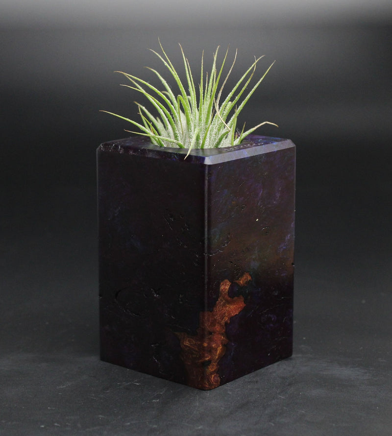 Wood Burl  Air Plant Holder - Cohen (Wood Burl, 701610)