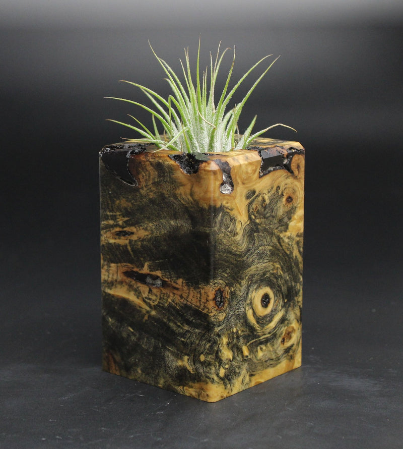 Wood Burl  Air Plant Holder - Nico (Wood Burl, 701611)