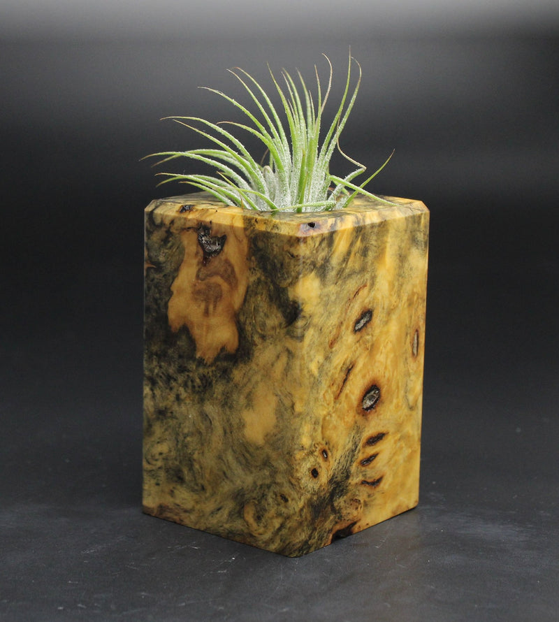 Wood Burl  Air Plant Holder - Toby (Wood Burl, 701612)