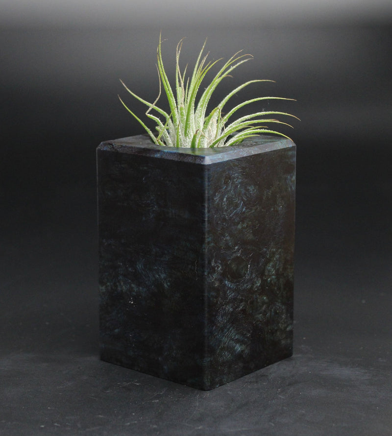 Wood Burl  Air Plant Holder - Khadijah (Wood Burl, 701613)