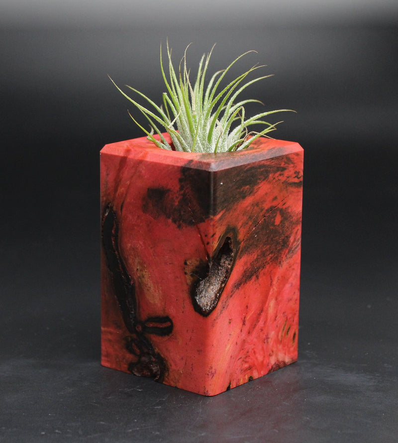 Wood Burl  Air Plant Holder - Danica (Wood Burl, 701614)