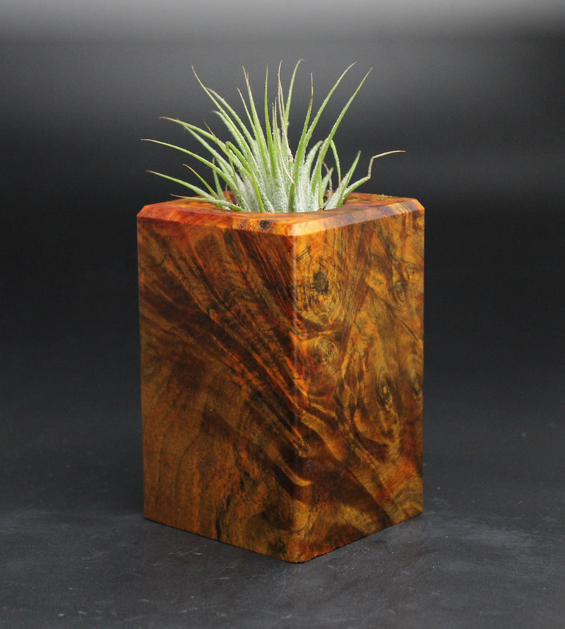 Wood Burl  Air Plant Holder - Celeste (Wood Burl, 701615)