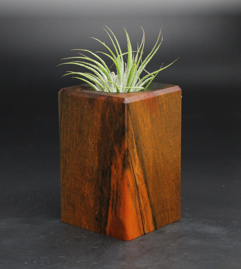Wood Burl  Air Plant Holder - Monica (Wood Burl, 701616)