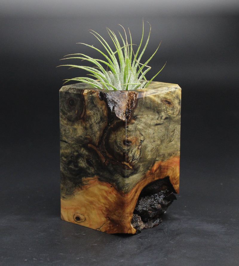 Wood Burl  Air Plant Holder - Trista (Wood Burl, 701617)