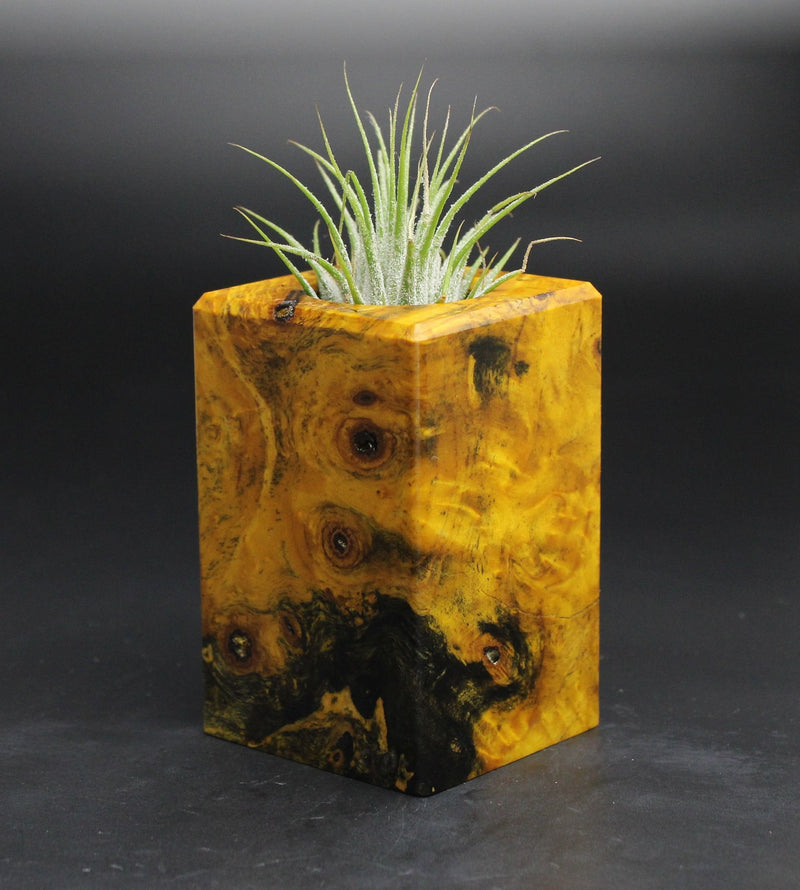 Wood Burl  Air Plant Holder - Gage (Wood Burl, 701618)