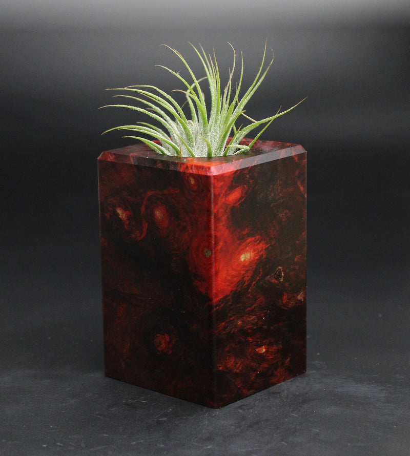 Wood Burl  Air Plant Holder - Nicole (Wood Burl, 701619)