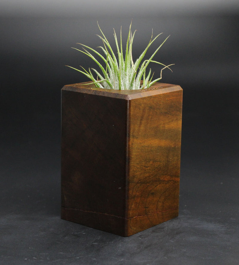 Wood Burl  Air Plant Holder - Benny (Wood Burl, 701620)