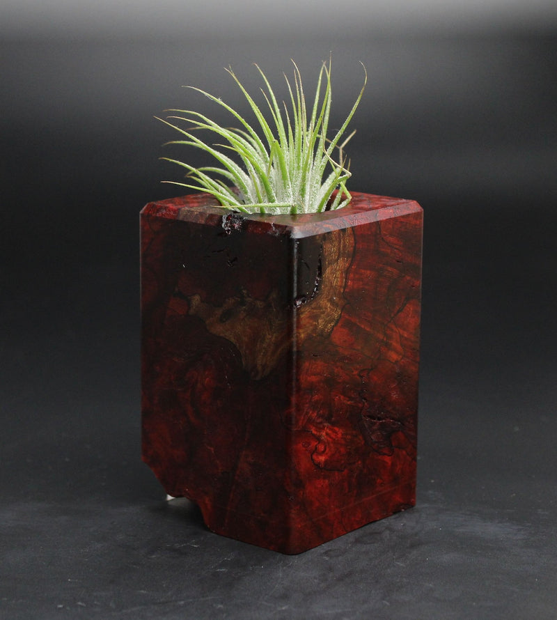 Wood Burl  Air Plant Holder - Stacie (Wood Burl, 701621)