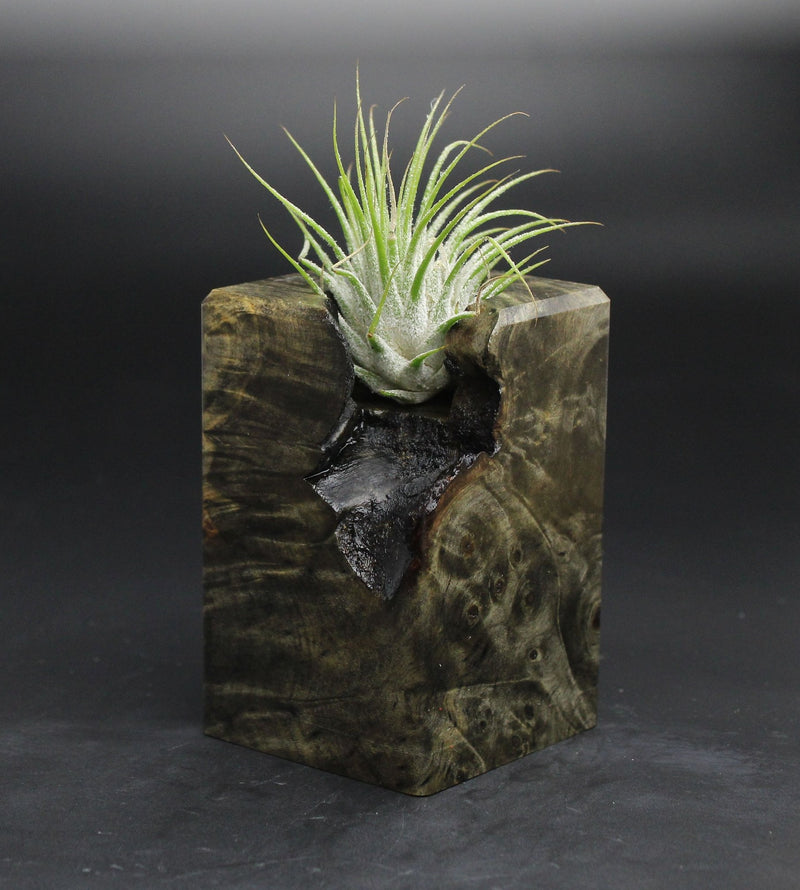 Wood Burl  Air Plant Holder - Dallas (Wood Burl, 701622)