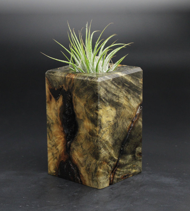 Wood Burl  Air Plant Holder - Jaslene (Wood Burl, 701623)