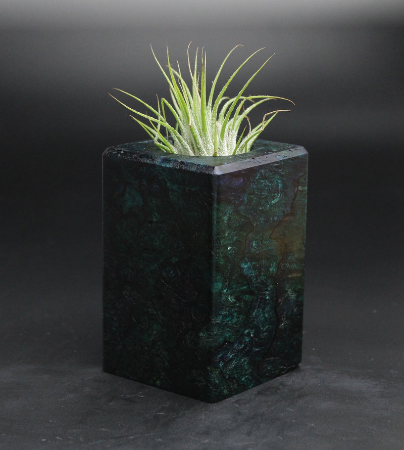 Wood Burl  Air Plant Holder - Amiyah (Wood Burl, 701624)