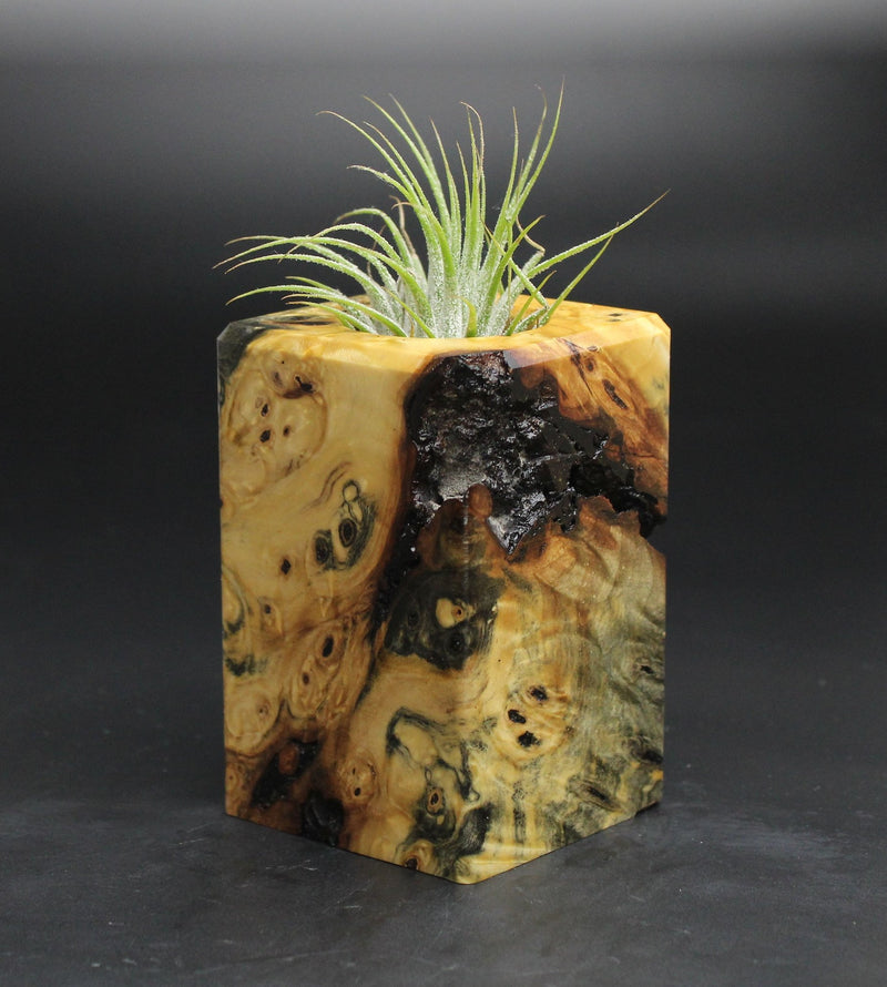 Wood Burl  Air Plant Holder - Braydon (Wood Burl, 701625)