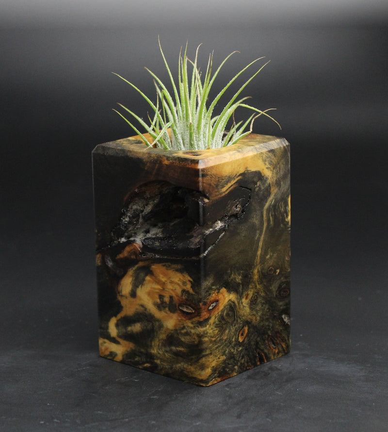 Wood Burl  Air Plant Holder - Jaime (Wood Burl, 701626)