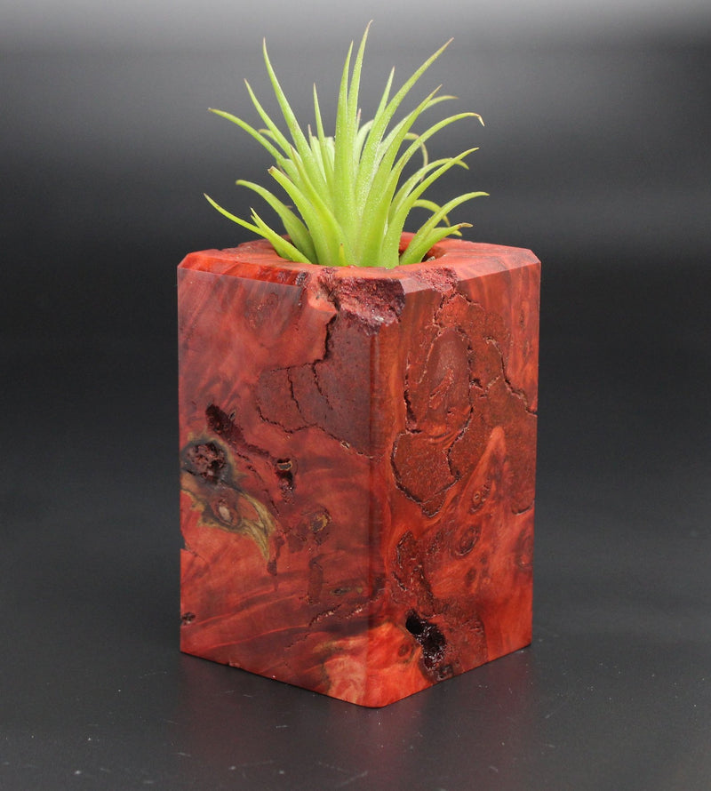 Wood Burl  Air Plant Holder - Beau (Red, 701934)