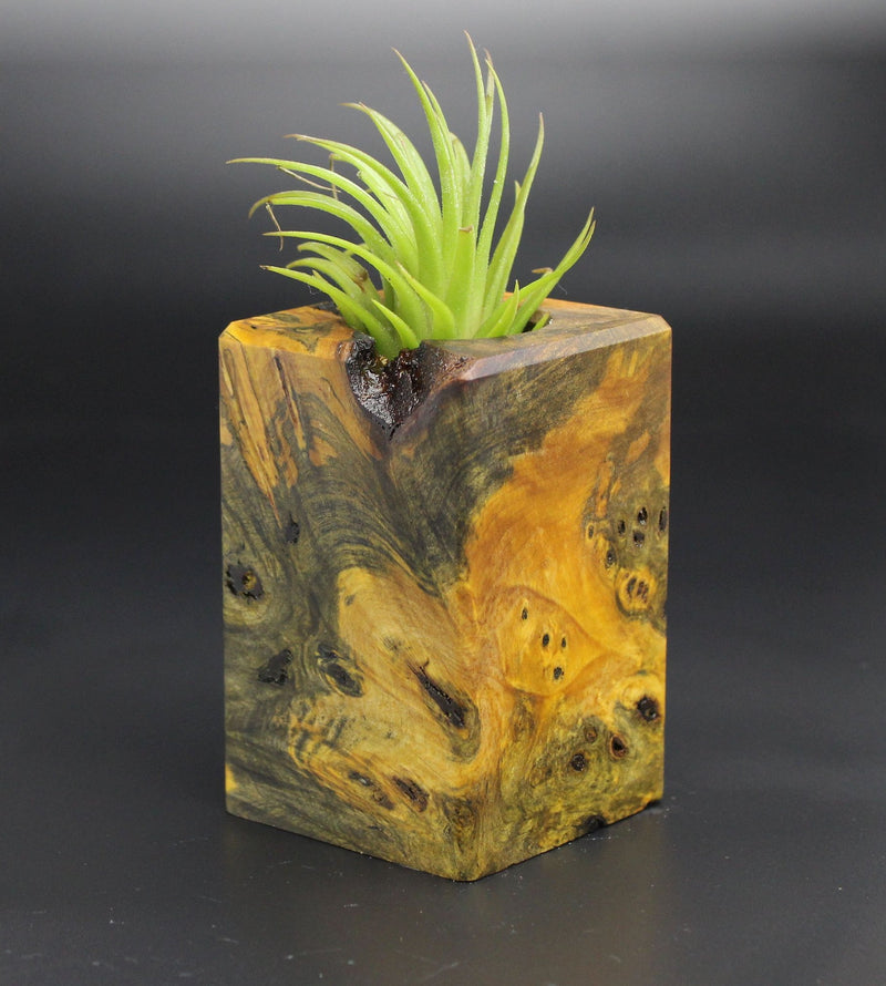 Wood Burl  Air Plant Holder - Cecelia (Black & White, 701935)