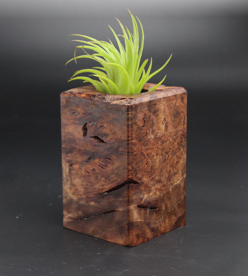 Wood Burl  Air Plant Holder - Darrell (Black & White, 701936)