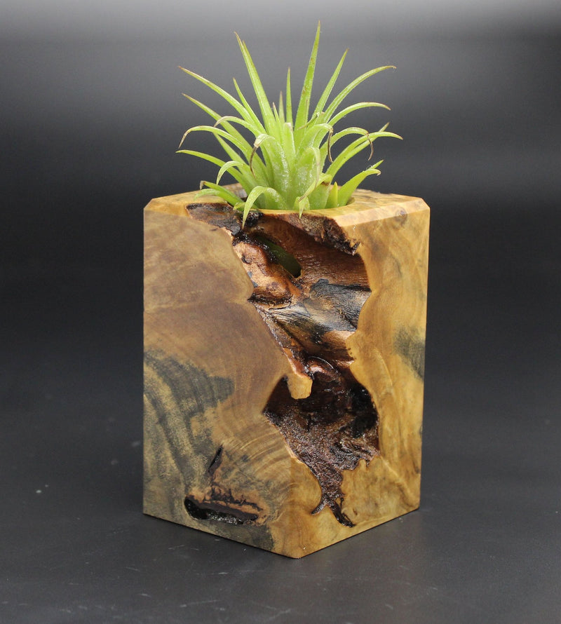 Wood Burl  Air Plant Holder - Paola (Black & White, 701938)