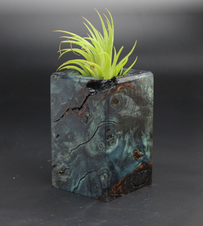 Wood Burl  Air Plant Holder - Shaun (Black & White, 701939)