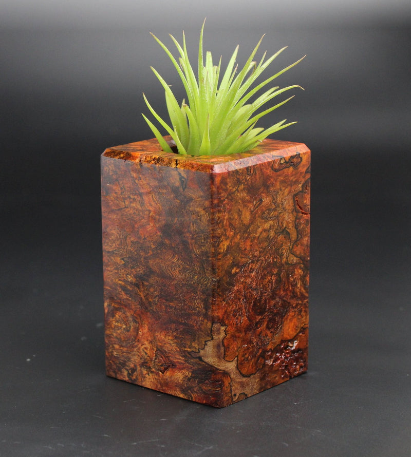 Wood Burl  Air Plant Holder - Jordan (Black & White, 701940)