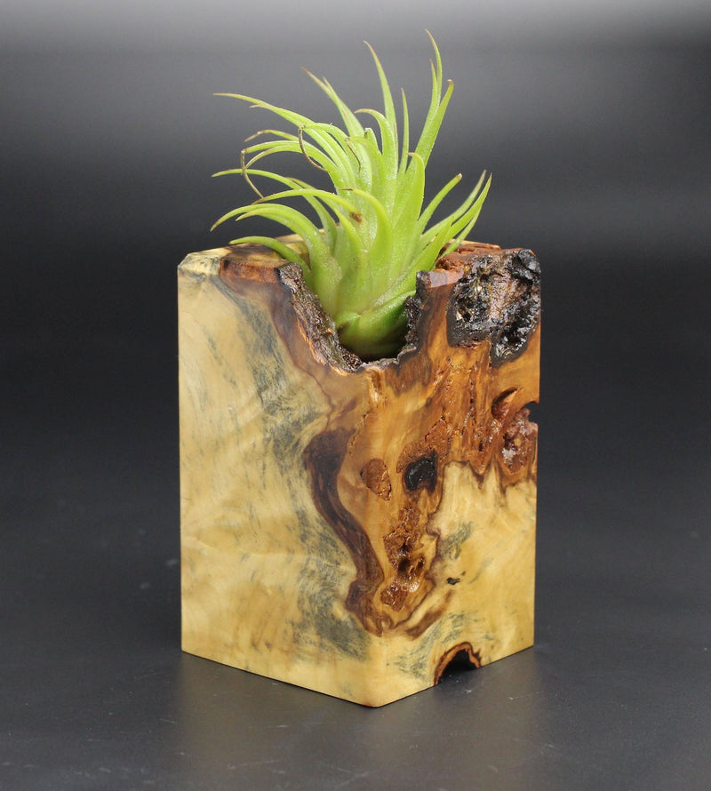 Wood Burl  Air Plant Holder - Devon (Black & White, 701941)