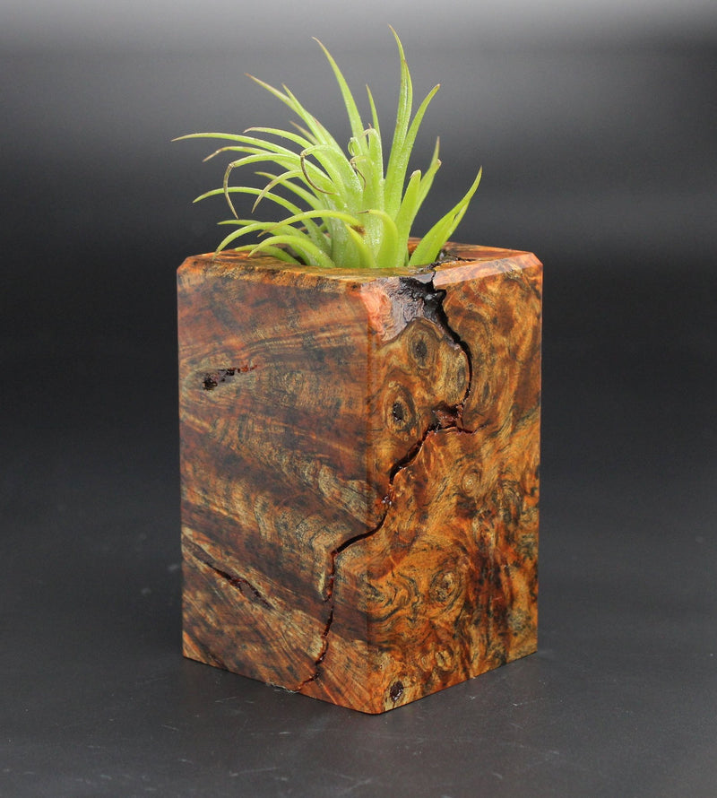 Wood Burl  Air Plant Holder - Patrick (Black & White, 701942)