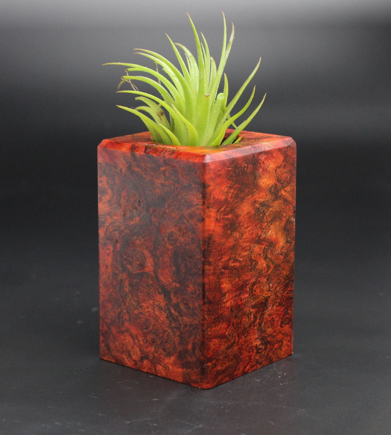 Wood Burl  Air Plant Holder - Mable (Black & White, 701943)