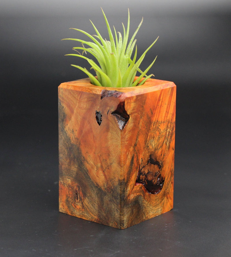 Wood Burl  Air Plant Holder - Leticia (Black & White, 701944)