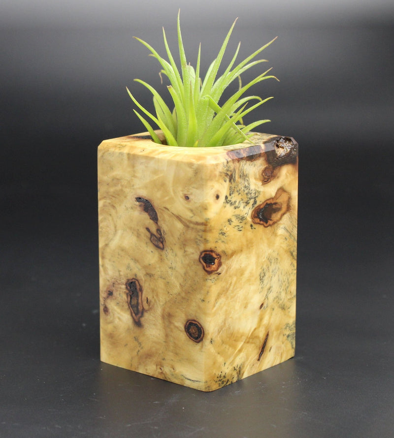 Wood Burl  Air Plant Holder - Lexi (Black & White, 701945)