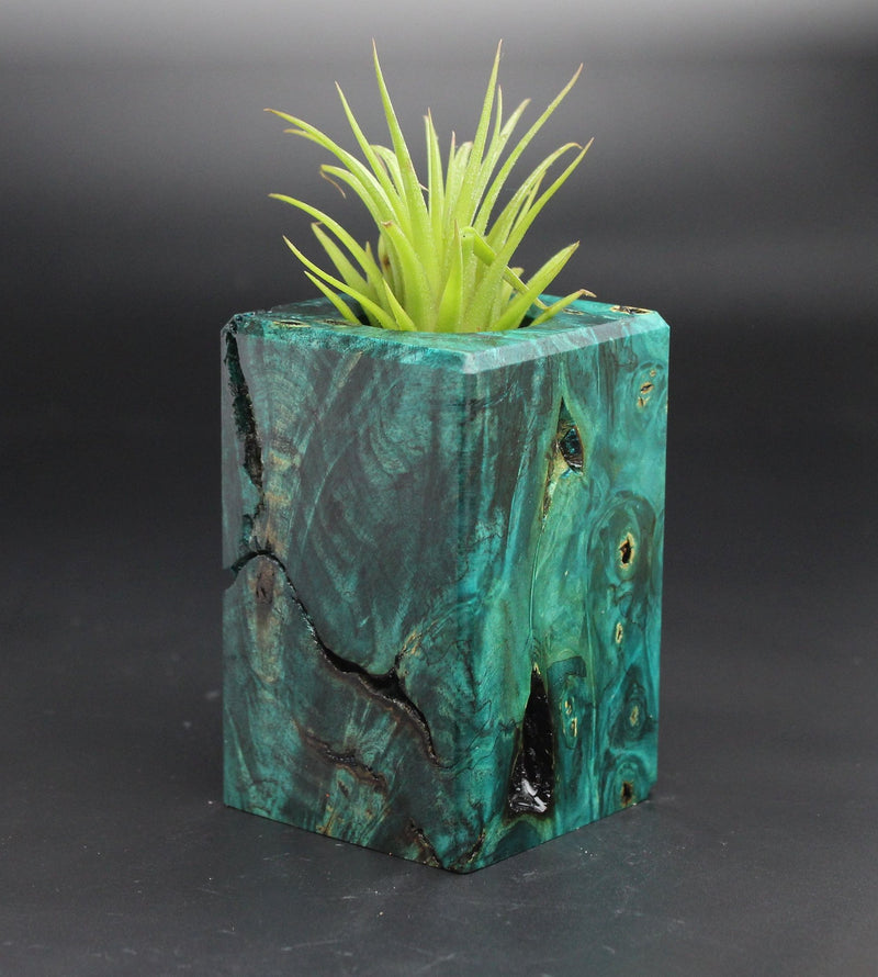 Wood Burl  Air Plant Holder - Skye (Black & White, 701946)