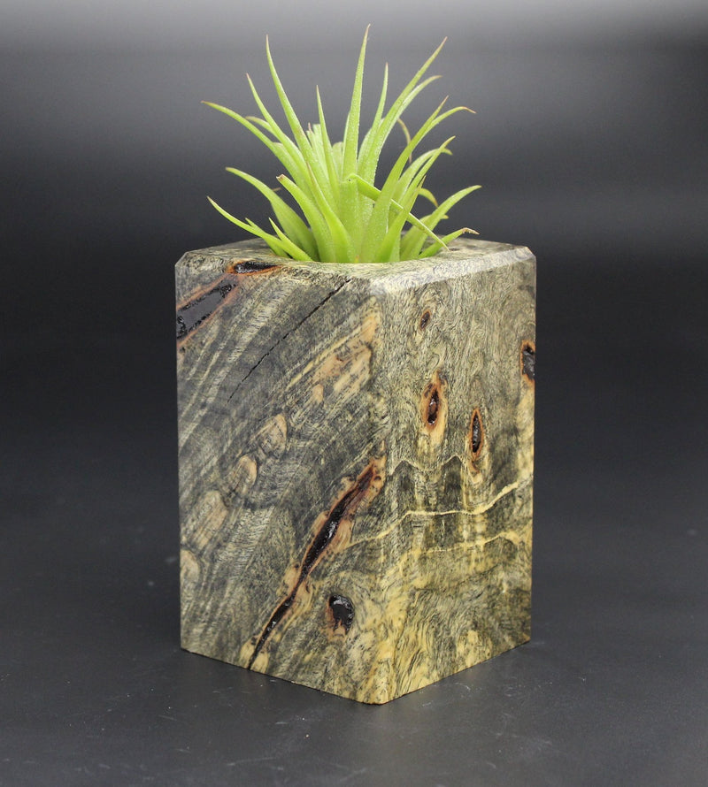 Wood Burl  Air Plant Holder - Rosemarie (Black & White, 701947)