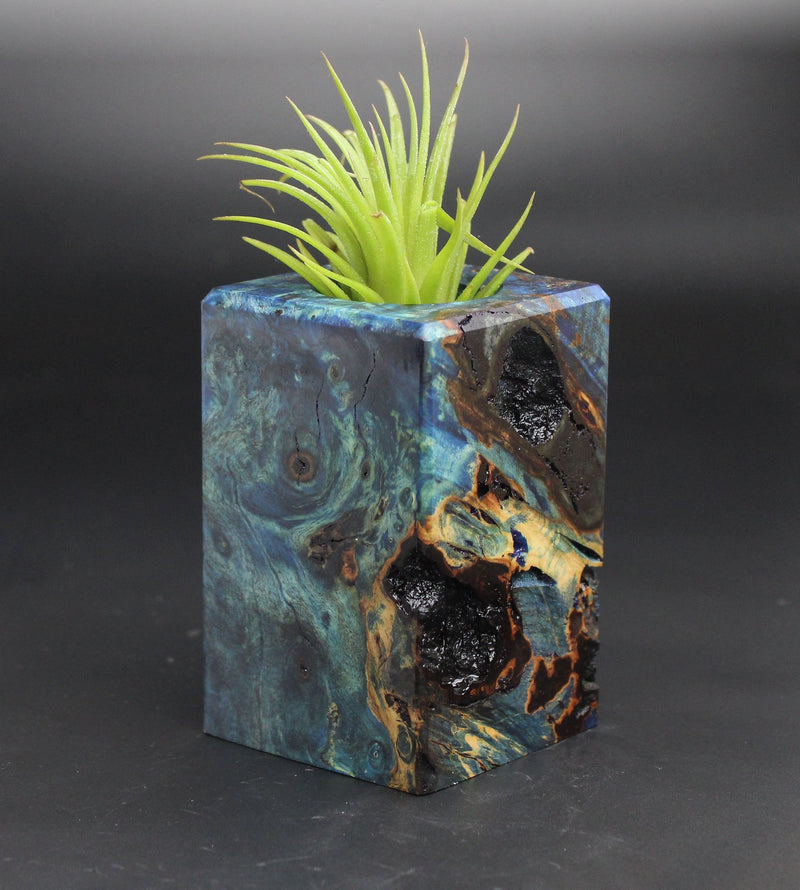 Wood Burl  Air Plant Holder - Anahi (Black & White, 701948)