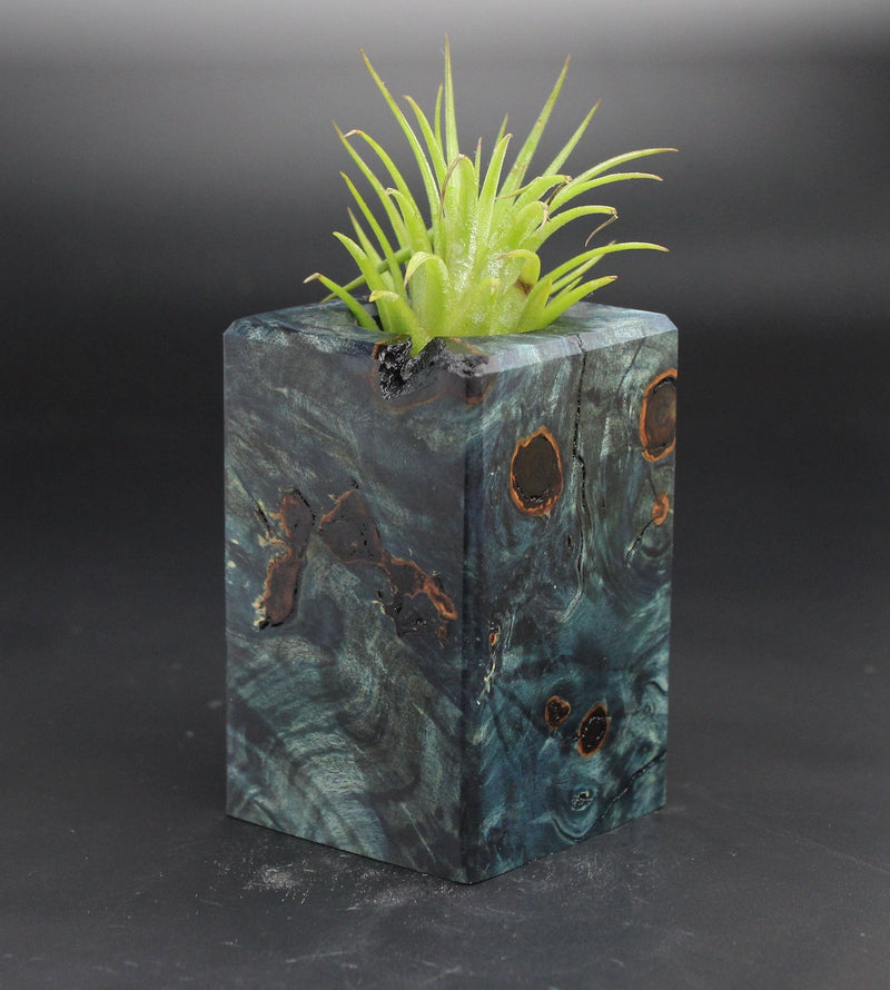 Wood Burl  Air Plant Holder - Anahi (Black & White, 701950)
