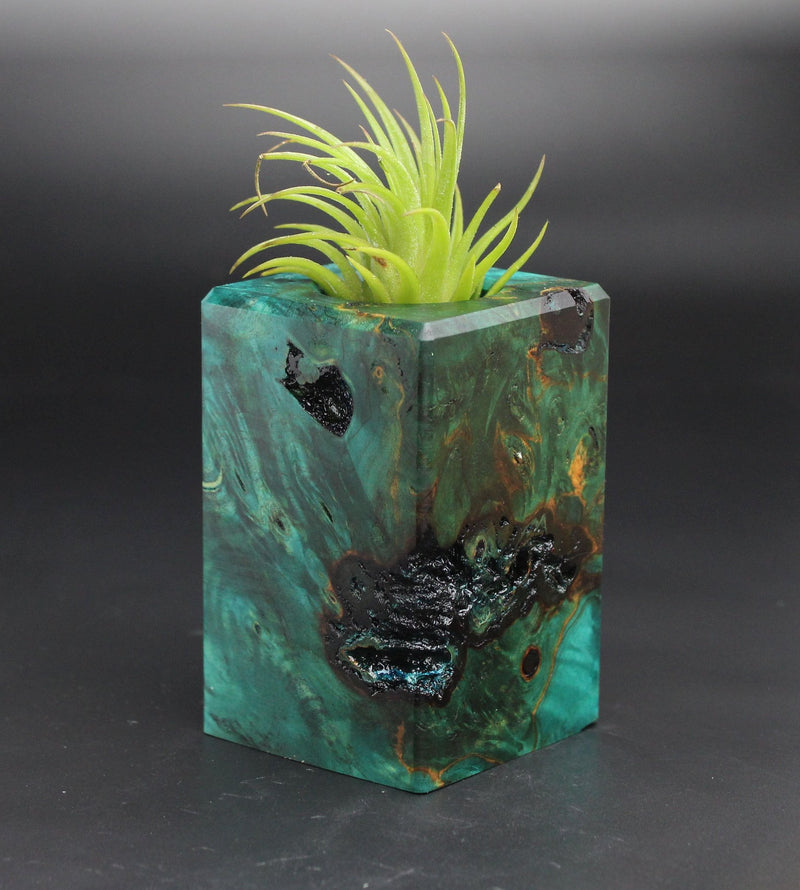 Wood Burl  Air Plant Holder - Frankie (Black & White, 701951)