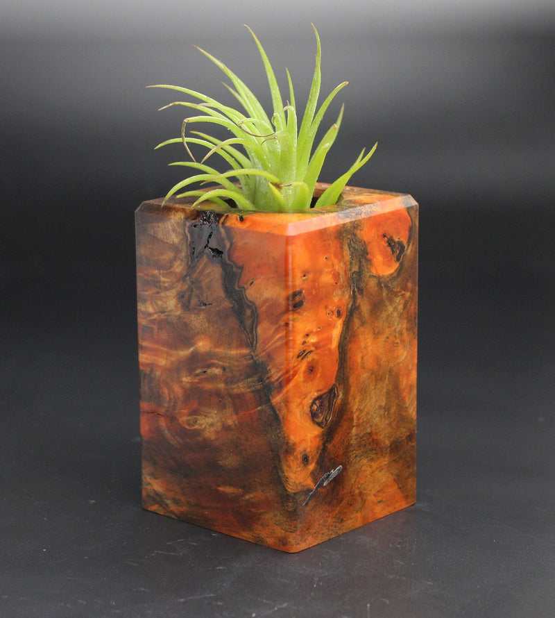 Wood Burl  Air Plant Holder - Tom (Black & White, 701952)