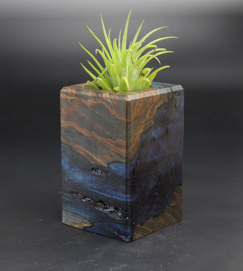 Wood Burl  Air Plant Holder - Harmony (Black & White, 701953)