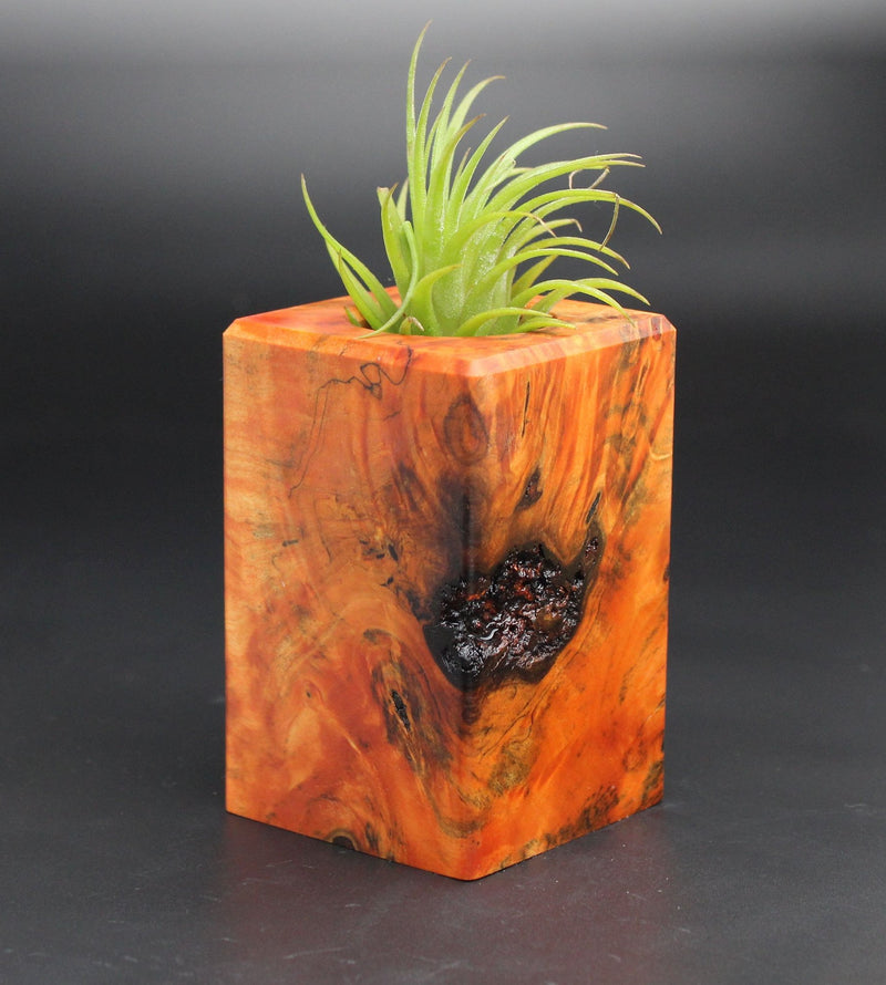 Wood Burl  Air Plant Holder - Deanna (Black & White, 701954)