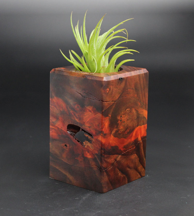 Wood Burl  Air Plant Holder - Kristine (Black & White, 701956)