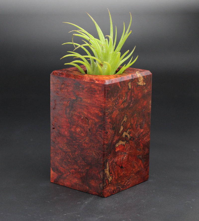 Wood Burl  Air Plant Holder - Ella (Black & White, 701957)