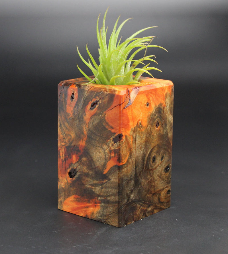 Wood Burl  Air Plant Holder - Jill (Black & White, 701958)