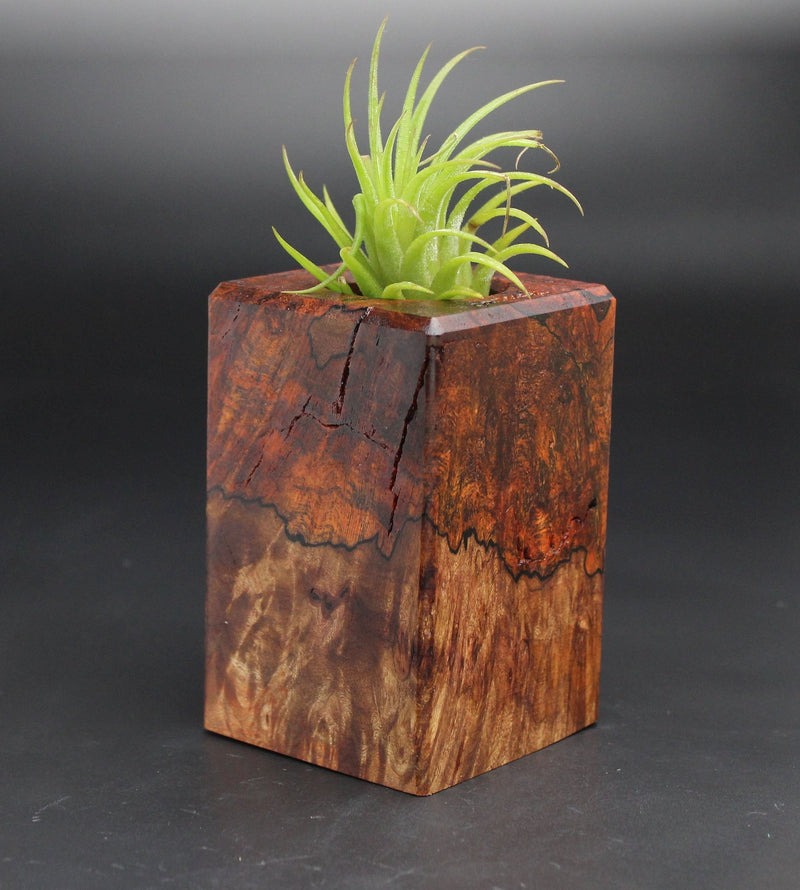 Wood Burl  Air Plant Holder - Nolan (Black & White, 701959)